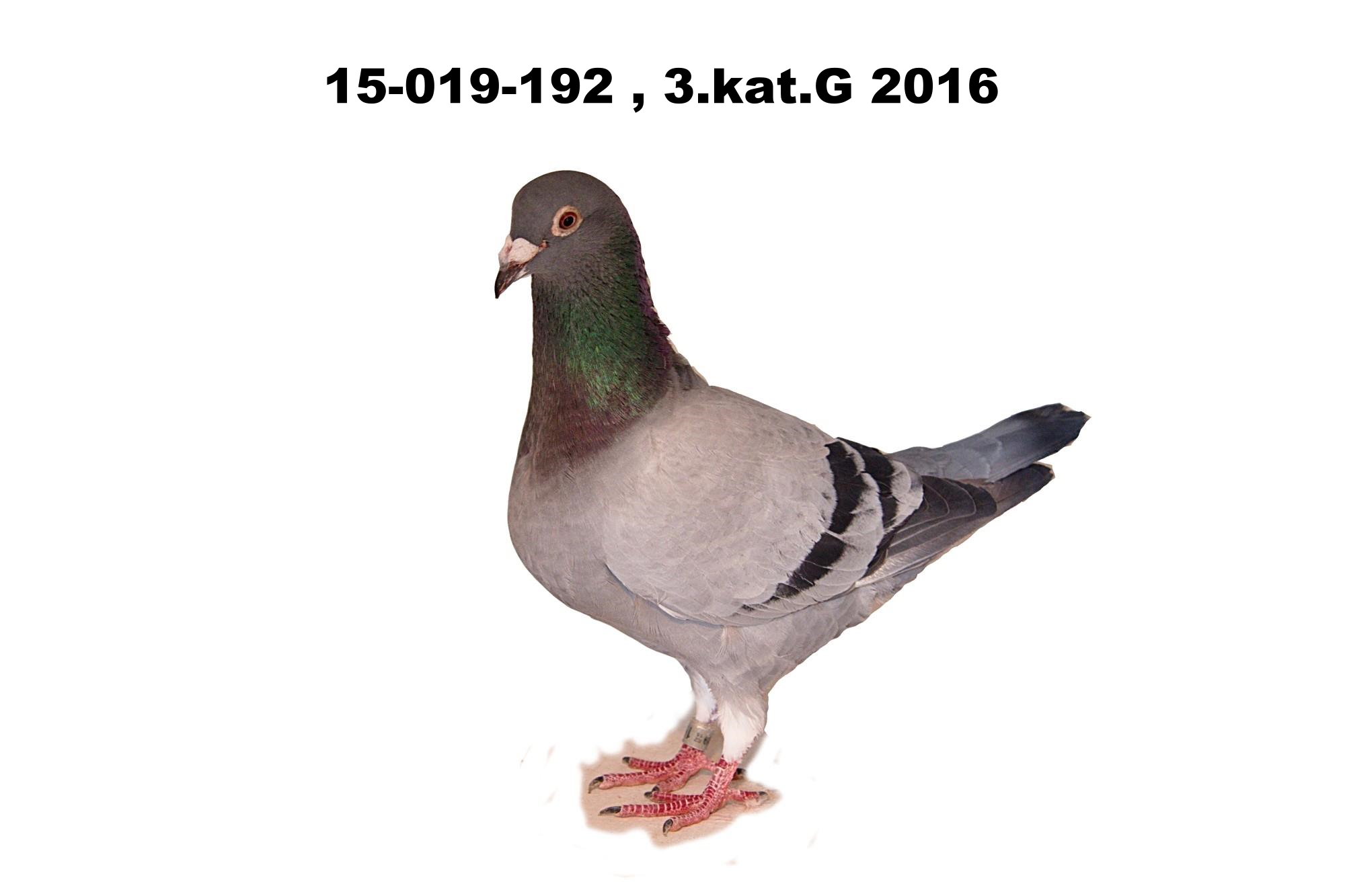 text3086