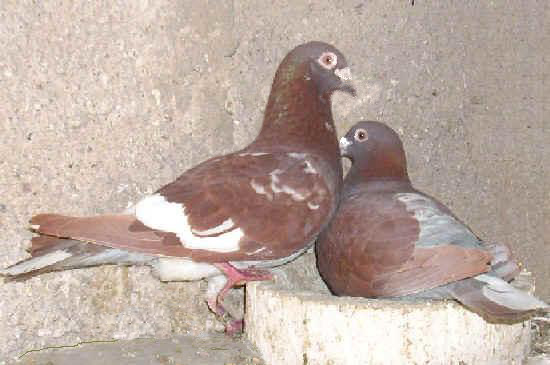 Kaštánci
