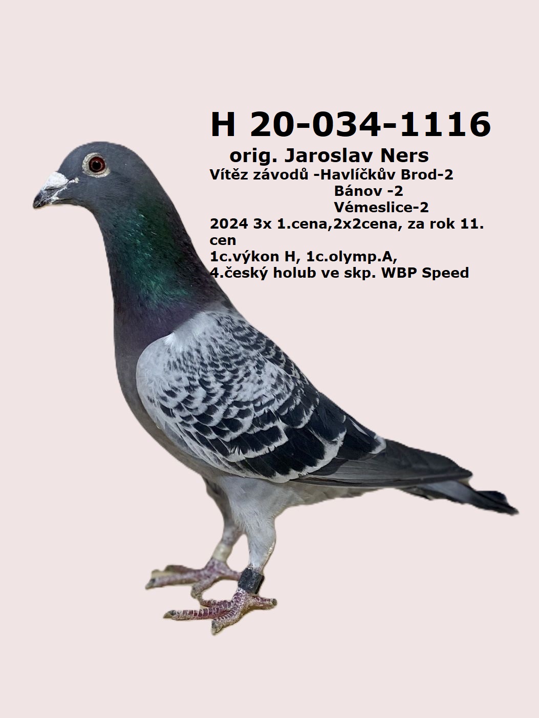 1203-1116H