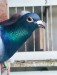 IMG_20250628_180056